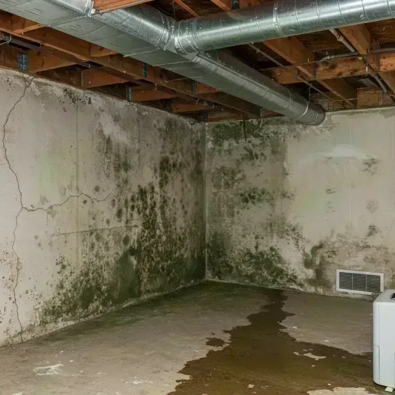 Professional Mold Removal in Johnson County, IL